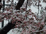桜の蕾と雪景色